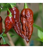 Pimenta Bhut Jolokia Chocolate - 10 Sementes