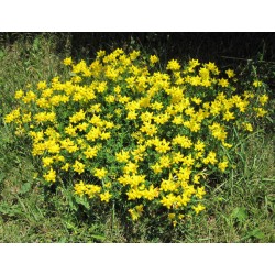 Lotus Corniculatus "Passaro Pé de Trevo" 20 Sementes