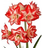 Amarílis Blossom Bingo (Tulipa Brasileira) - 1 Bulbo