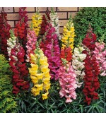 Boca de Leão Alta Sortida (Antirrhinum): 100 Sementes 