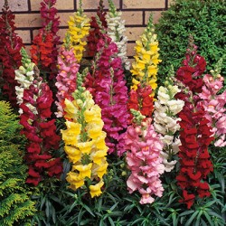 Boca de Leão Alta Sortida (Antirrhinum): 100 Sementes 