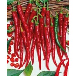 Pimenta Caiena Long Slim - ORGÂNICO - 40 Sementes