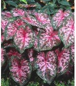 Caladium Carolyn Whorton - 1 bulbo