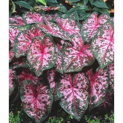 Caladium Carolyn Whorton - 1 bulbo