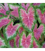 Caladium Bicolor - 1 Bulbo