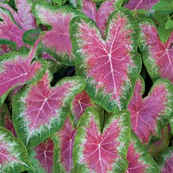 Caladium Bicolor - 1 Bulbo