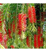 Calistemo - Callistemon viminalis 100 Sementes