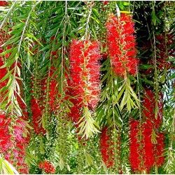 Calistemo - Callistemon viminalis 100 Sementes