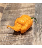 Pimenta Carolina Reaper Peach (Pêssego): 5 Sementes