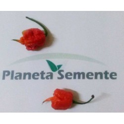 Pimenta Carolina Reaper - 5 Sementes (Pimenta + Forte do Mundo 2014)