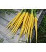 Cenoura Solar Yellow (Raro) - 20 Sementes