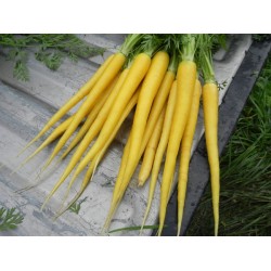 Cenoura Solar Yellow (Raro) - 20 Sementes