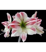 Amaryllis Sidney (Tulipa Brasileira) - 1 Bulbo