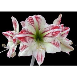 Amaryllis Sidney (Tulipa Brasileira) - 1 Bulbo