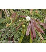 Leucena – Leucaena leucocephala: 10 Sementes