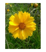 Coreopsis Amarela: 20 sementes