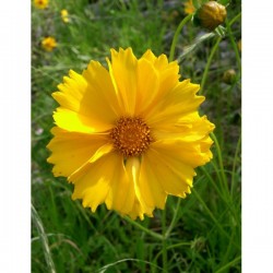 Coreopsis Amarela: 20 sementes