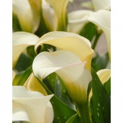 Copo de Leite Amarelo Creme (callas): 1 Bulbo