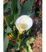 Copo de Leite Branco (callas): 1 Bulbo