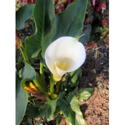 Copo de Leite Branco (callas): 1 Bulbo