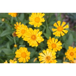 Coreopsis Amarela: 20 sementes