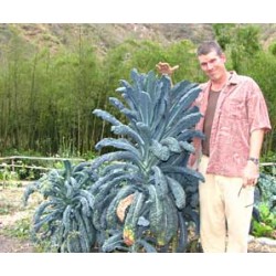Couve Toscana Negra (Kale) - 50 Sementes