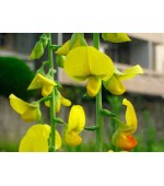 Crotalaria Sagittalis - 5 Sementes