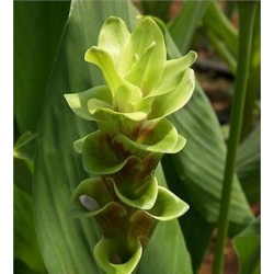 Curcuma Pearl Green - 1 Bulbo