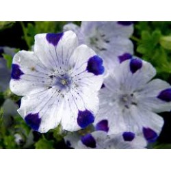 Five Spots (Nemophila): 20 Sementes 