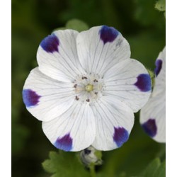 Five Spots (Nemophila): 20 Sementes 