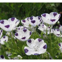 Five Spots (Nemophila): 20 Sementes 