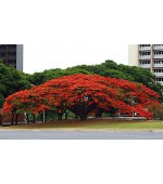 Flamboyant - Delonix regia - 5 Sementes