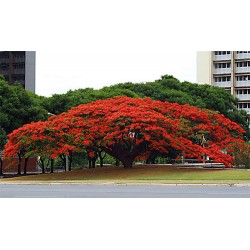 Flamboyant - Delonix regia - 5 Sementes