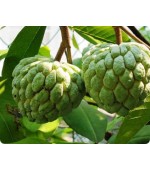 Pinha (Fruta do Conde) - 5 Sementes