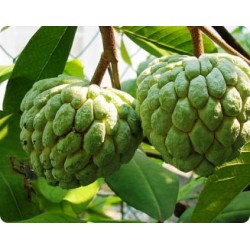 Pinha (Fruta do Conde) - 5 Sementes