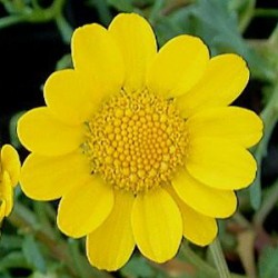 Margaridinha Amarela: 20 sementes