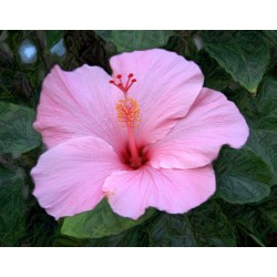 Hibiscus (Hibisco) Rosa - 10 Sementes