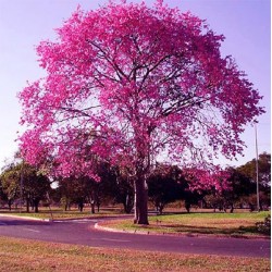 Ipê-Roxo - Handroanthus impetiginosus - 10 Sementes