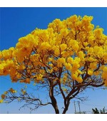 Ipê Tabaco - Handroanthus crizochrita - 5 Sementes