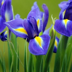 Iris Azul - 3 Bulbos