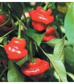 Pimenta Jamaican Red - 40 Sementes