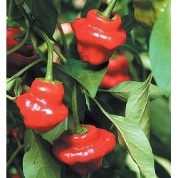 Pimenta Jamaican Red - 40 Sementes