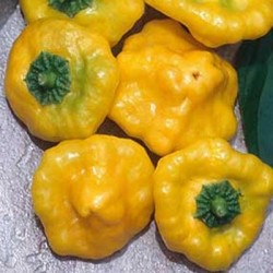 Pimenta Jamaican Yellow - 20 Sementes