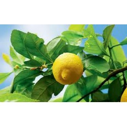 Limão Siciliano - 5 Sementes