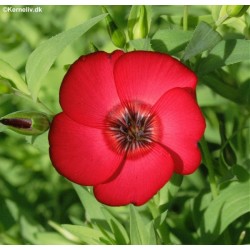 Linho Ornamental Vermelho: 15 sementes
