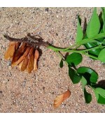 Bilro - Pau amendoim - Pteregyne nitens  - 5 Sementes