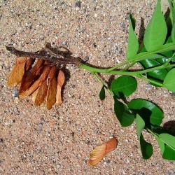 Bilro - Pau amendoim - Pteregyne nitens  - 5 Sementes