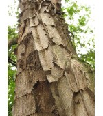 Pau jacaré - Piptadenia gonoacantha - 5 Sementes