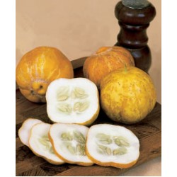 Pepino Limão (Lemon Cucumber) - 10 Sementes
