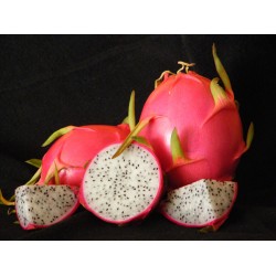 Pitaya Branca (Dragon Fruit) - Rara - 15 Sementes 